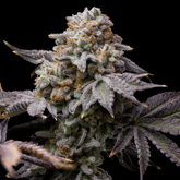 Love Affair Seeds
